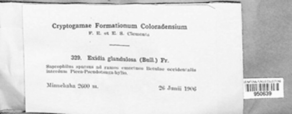 Exidia glandulosa image